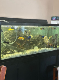 SOLD- 200 gal fish tank