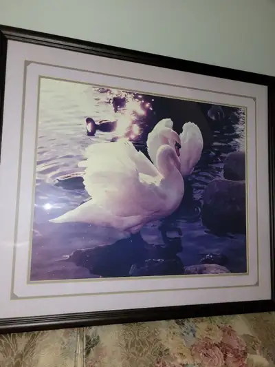 Swan picture, View more
