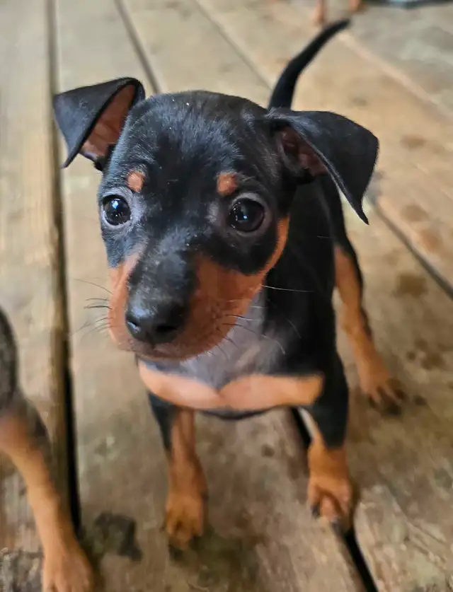 Chiot Miniature Pinsher in Dogs & Puppies for Rehoming in Gatineau - Image 3