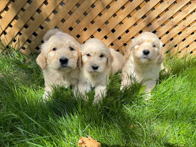 Cream F1 Standard F1 Golden Doodle in Dogs & Puppies for Rehoming in Markham / York Region