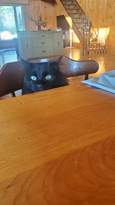 cat for rehoming , View more