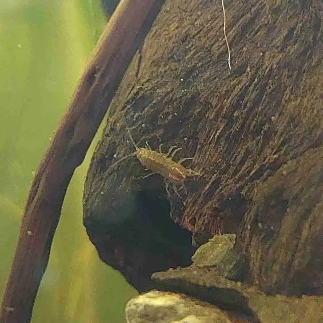 Isopods, Terrestrial & Freshwater in Other Pets for Rehoming in Calgary - Image 2