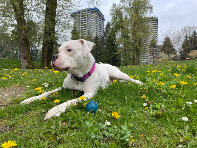  Seeking a Spacious, Loving Home for Nova. in Dogs & Puppies for Rehoming in Burnaby/New Westminster