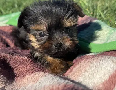 Yorkshire 1 femelle +1 male teacup ( femelle réservé )pure, View more