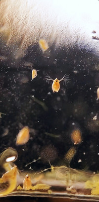 Water Fleas (Daphnia pulex) Starter Culture