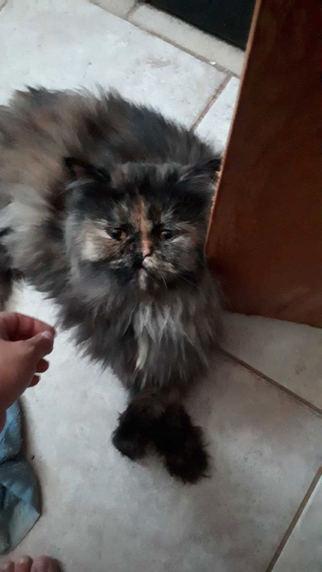 Persian Himalayan kittens in Cats & Kittens for Rehoming in St. Catharines - Image 4