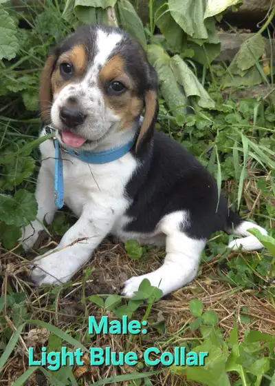 Purebred beagle puppies, View more