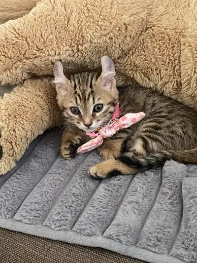 chaton de 3 mois Hilandlynx , View more