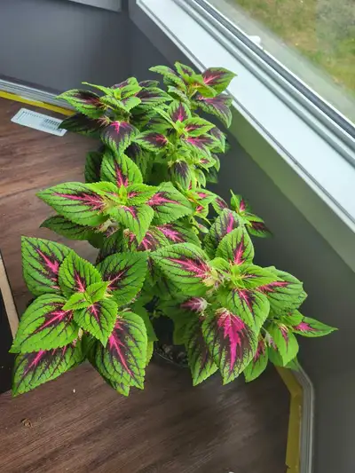 Beautiful, full, and colorful coleus plant—perfect for gifting Planted in a sturdy dark brown plante...