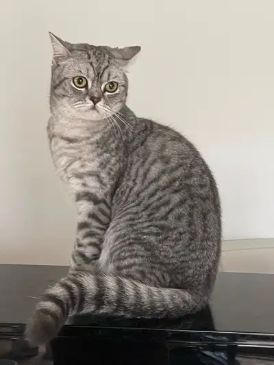 Cat for rehoming, View more