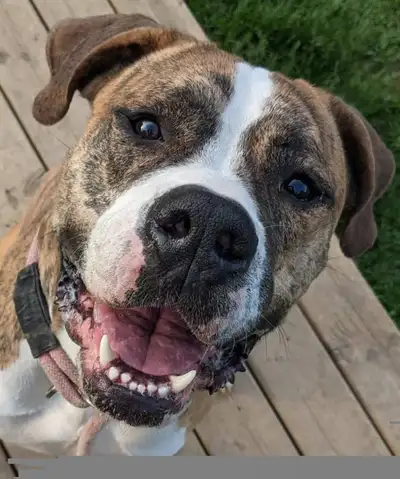 Phoenix - American Bulldog mix , View more