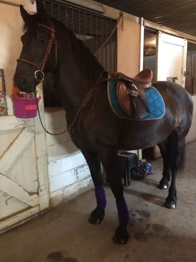 looking for a rideable companion for my horse in Horses & Ponies for Rehoming in Oshawa / Durham Region - Image 2
