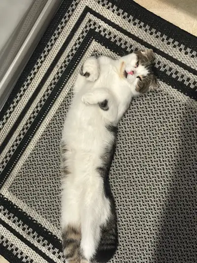 Scottish Fold/European shorthair cutie!, View more