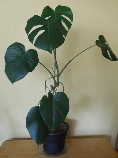 Monstera Deliciosa- height 41", View more