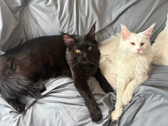MAINE COONS in Cats & Kittens for Rehoming in New Glasgow - Image 2