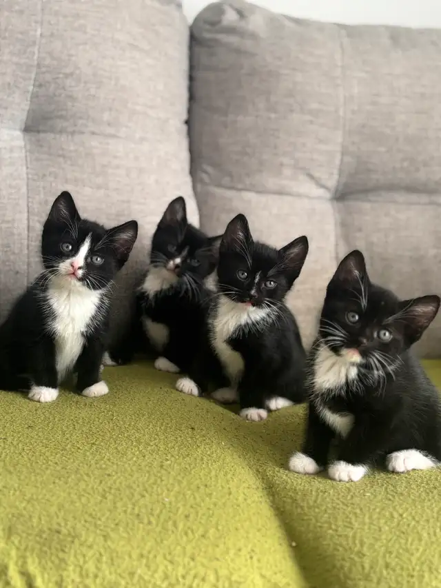 Chatons à vendre in Cats & Kittens for Rehoming in Victoriaville - Image 3