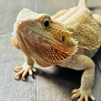2 year old Bearded Dragon with tank and accessories