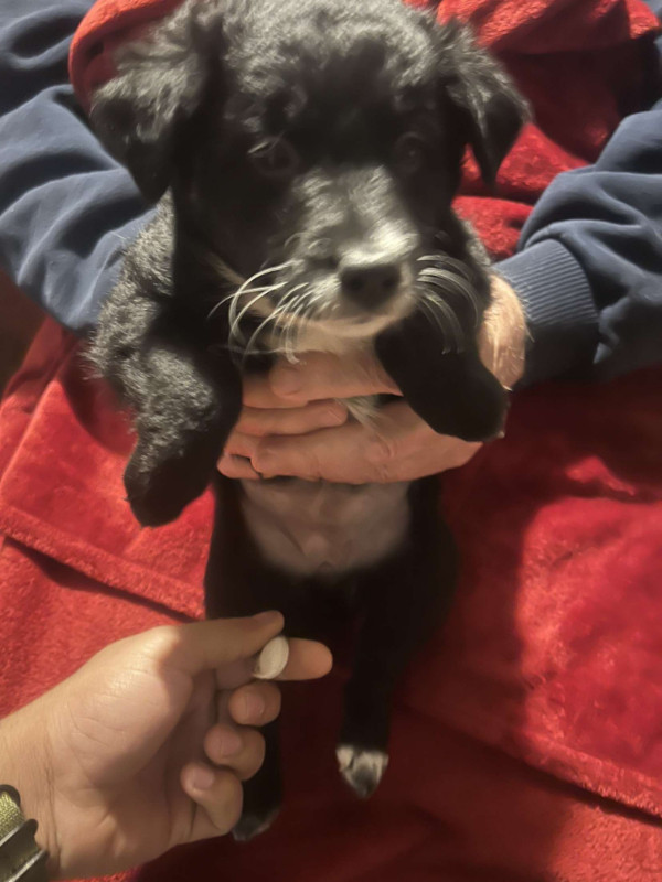 Lab x GSD x border collie Pups for sale only 3 left Dogs & Puppies