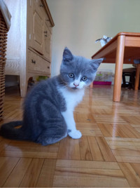 Russian blue &amp; British short hair kitten