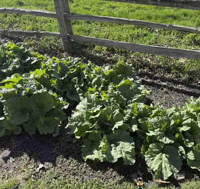 Organic Rhubarb, View more