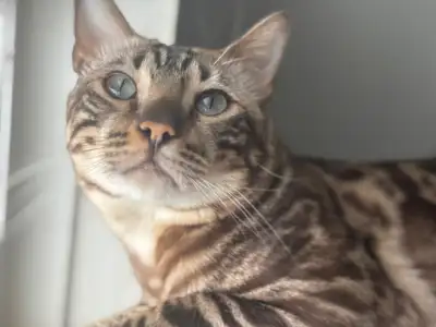 Bengal male for sale, View more