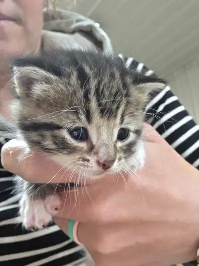 Beautiful Kittens, View more