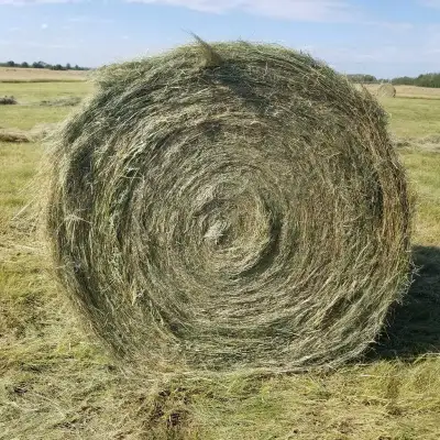 5×6 round bales / Hay and Alfalfa / 2 and 3 year old hay 204-886-7846 $50 per bale.