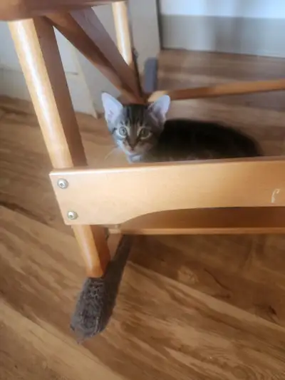 Chaton a vendre, View more