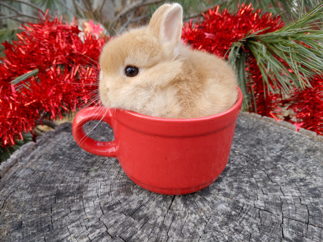 EXTRAORDINARY NETHERLAND DWARF BABY BUNNY RABBITS in Small Animals for Rehoming in Kingston - Image 4