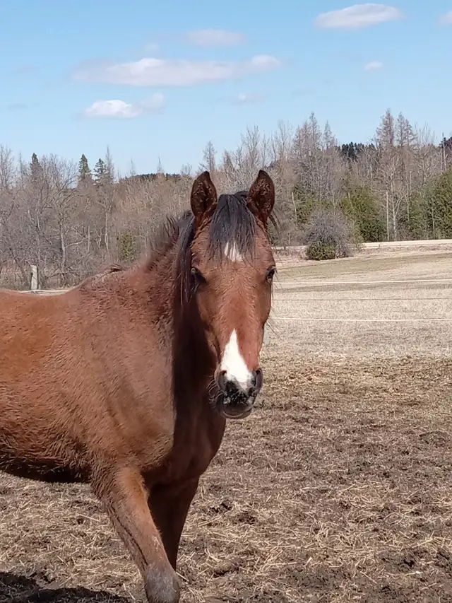 Tall 5yo Bay Arabian gelding -Project horse in Horses & Ponies for Rehoming in Owen Sound - Image 4