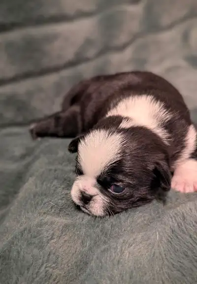 2 Males ( black and white pandas) and 1 Female ( Merle) puppy available from a litter of 5. Puppies...