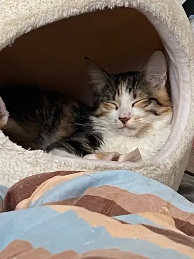 (re-listing as last person did not come to pick her up) We need to rehome our (almost) eight month o...
