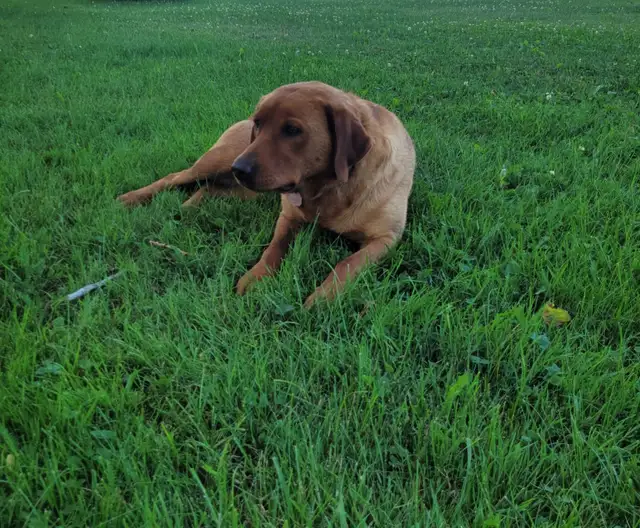 AKC Registered Red Fox Lab in Dogs & Puppies for Rehoming in Owen Sound - Image 7