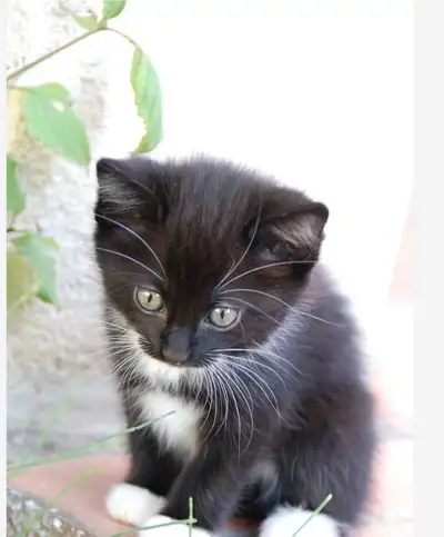 i have one black and white beautiful baby kitten, View more