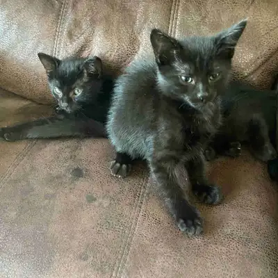 Magnifique chatons à vendre, View more