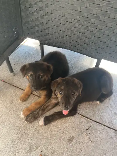 Border Collie and Shepherd mix Puppies For Sale, View more