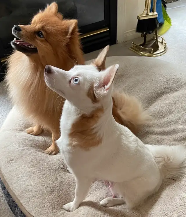 $995.00 POMSKY PUPPIES F1 B, FATHERS DAY SPECIAL in Dogs & Puppies for Rehoming in Oshawa / Durham Region - Image 5