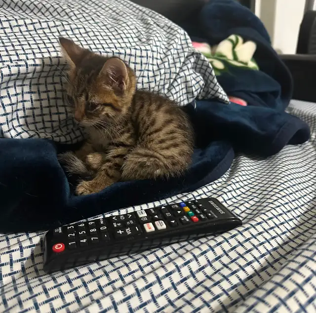 Baby boy kitty