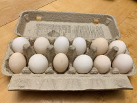 Hamburg  hatching eggs