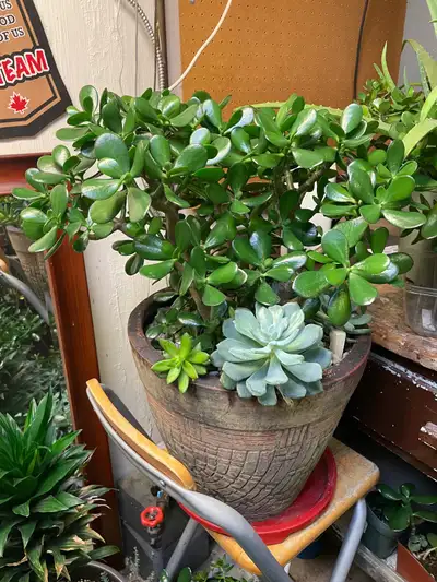 jade plant outdoors Jade Bonsai Tree main image 1