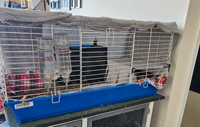 Full Complete Cage Setup & Skinny Pigs! in Animal & Pet Services in Dartmouth - Image 3