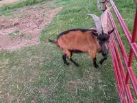 Purebred Oberhasli Billy goat 
