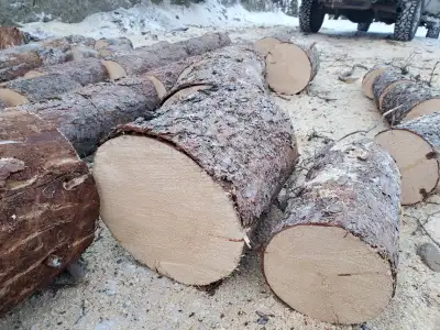 Dry, beetle killed firewood for sale cut to 16" (not split) In stock and ready for delivery! 1-2 cor...