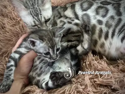 Registered Silver Bengal Kittens, View more