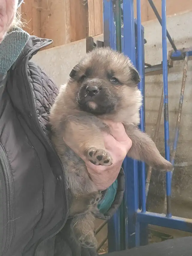 German Shephard puppies in Dogs & Puppies for Rehoming in Norfolk County - Image 9