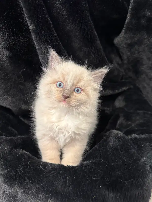 Ragdoll kitten (chatons ragdoll) dans Chats et chatons à adopter dans Moncton - Image 5