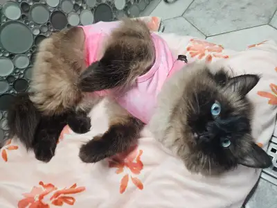 Purebred,  spayed Ragdoll, gorgeous and  Super sweet, View more