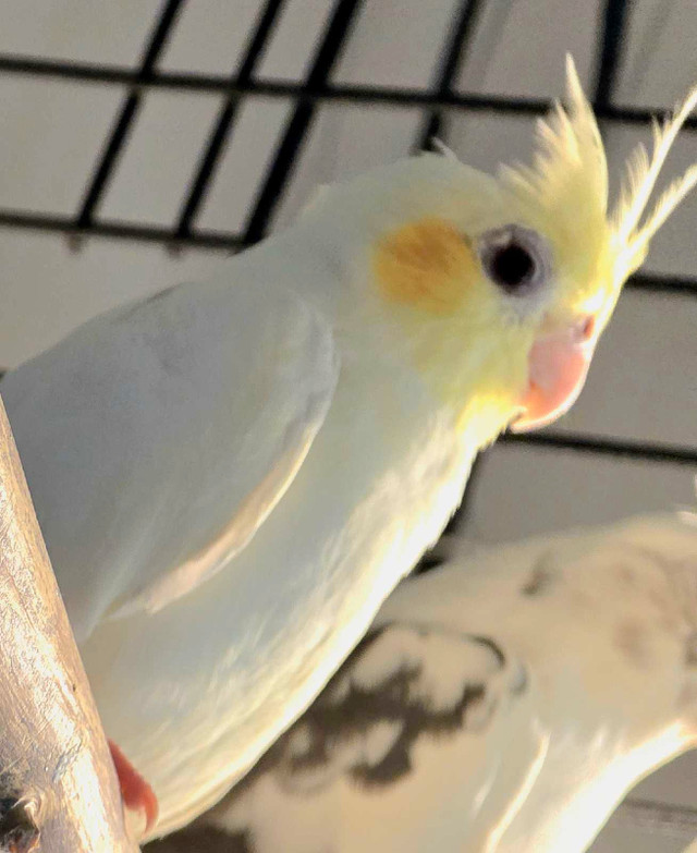 Bébés cockatiels lutino à nourrir ( VENDU) dans Oiseaux à adopter  à Laurentides