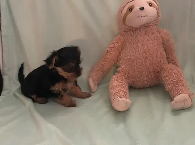 Yorkshire Terriers in Dogs & Puppies for Rehoming in Oakville / Halton Region - Image 5