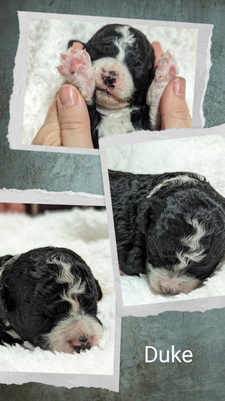 Mini Bernedoodle in Dogs & Puppies for Rehoming in Oshawa / Durham Region